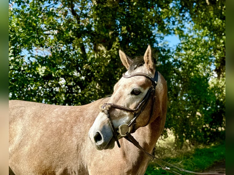 Caballo de salto Oldenburgo Caballo castrado 4 años 160 cm Musgo marrón in Buxtehude