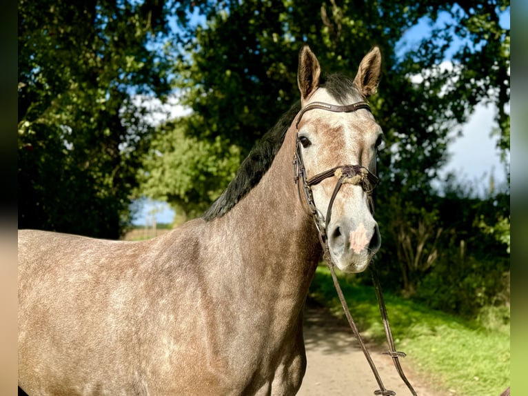 Caballo de salto Oldenburgo Caballo castrado 4 años 160 cm Musgo marrón in Buxtehude