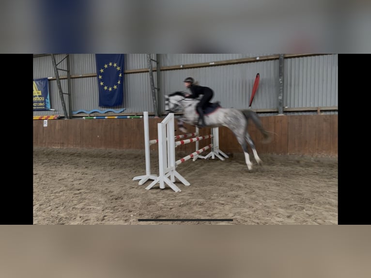 Caballo de salto Oldenburgo Caballo castrado 4 años 160 cm Tordo in Staven