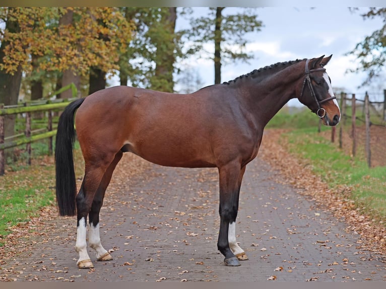 Caballo de salto Oldenburgo Caballo castrado 4 años 162 cm Castaño in Diepholz