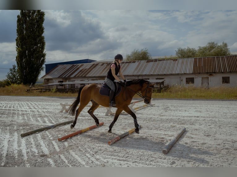 Caballo de salto Oldenburgo Caballo castrado 4 años 162 cm Castaño rojizo in Buzica