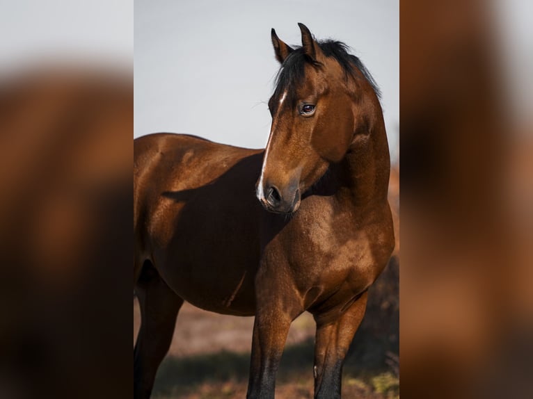 Caballo de salto Oldenburgo Caballo castrado 4 años 162 cm Castaño rojizo in Buzica