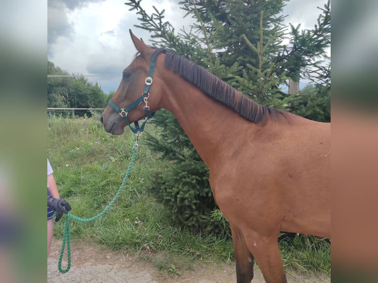 Caballo de salto Oldenburgo Caballo castrado 4 años 163 cm Castaño in Vrutky