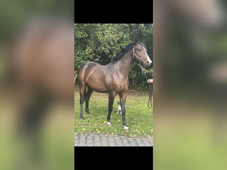 Caballo de salto Oldenburgo Caballo castrado 4 años 164 cm Castaño in Schapen