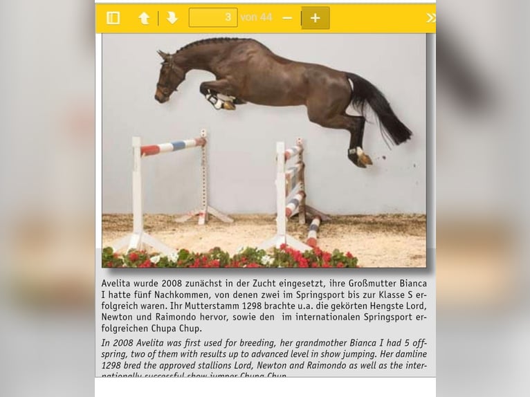 Caballo de salto Oldenburgo Caballo castrado 4 años 165 cm Castaño in Ueckermünde