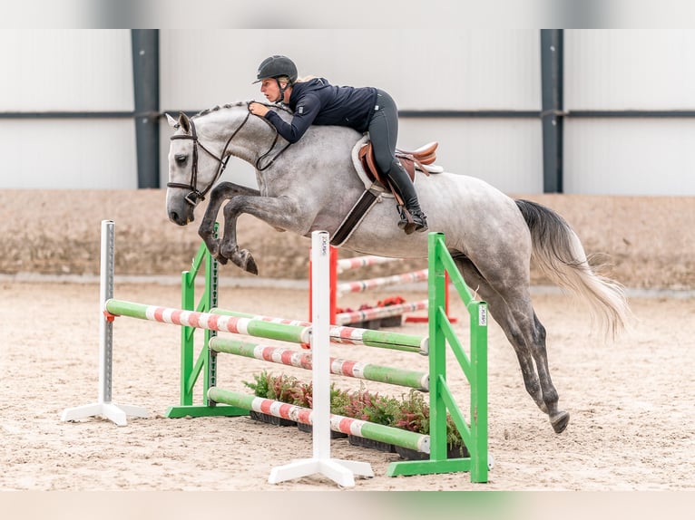 Caballo de salto Oldenburgo Caballo castrado 4 años 166 cm Tordo in Zduchovice