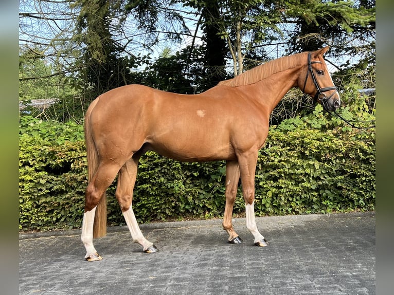 Caballo de salto Oldenburgo Caballo castrado 4 años 167 cm Alazán in Bad Zwischenahn