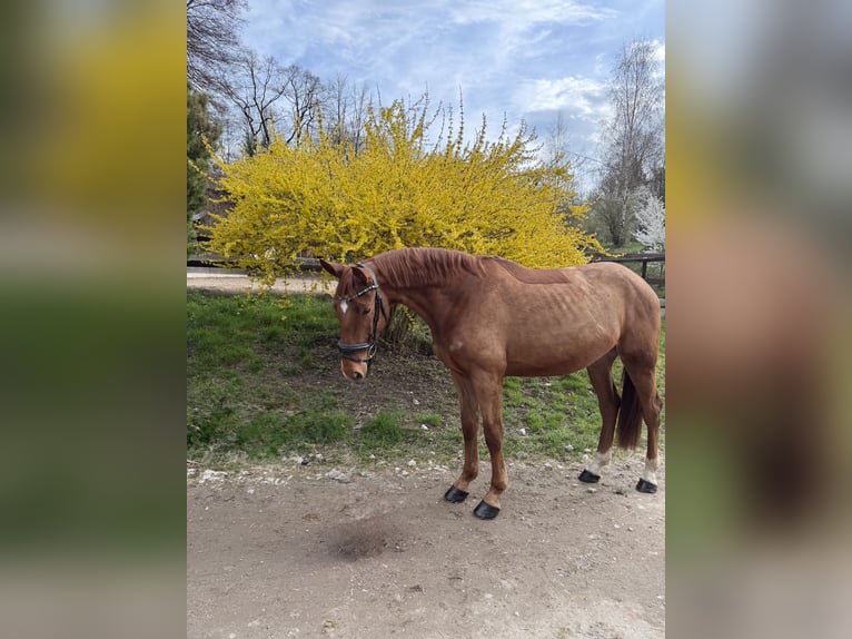 Caballo de salto Oldenburgo Caballo castrado 4 años 167 cm Alazán in Fürstenfeldbruck