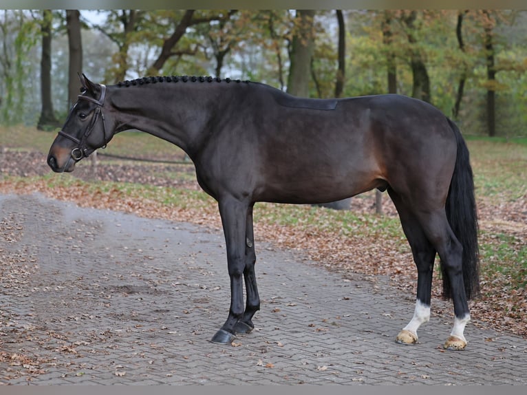 Caballo de salto Oldenburgo Caballo castrado 4 años 167 cm Castaño in Diepholz