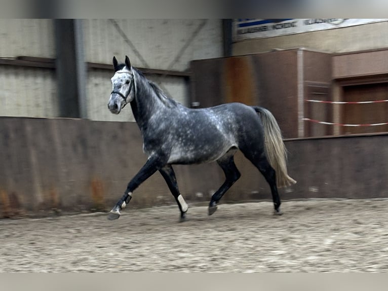 Caballo de salto Oldenburgo Caballo castrado 4 años 167 cm Tordo rodado in Lübtheen