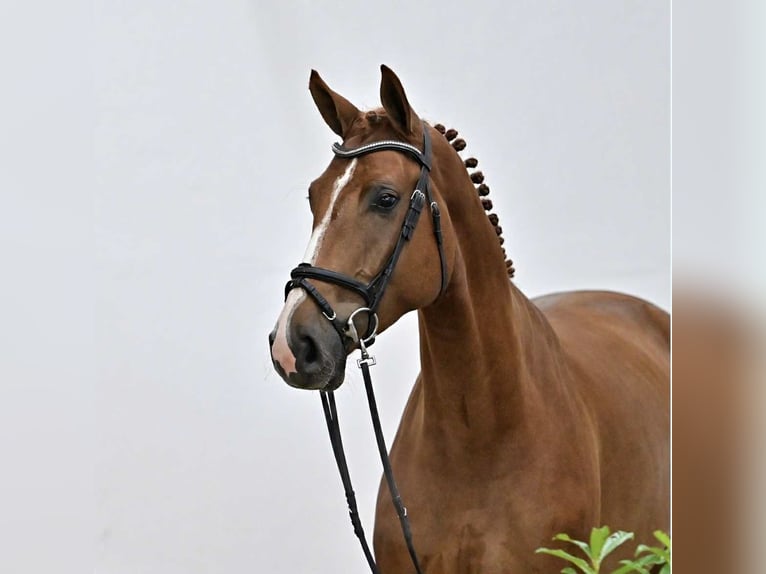 Caballo de salto Oldenburgo Caballo castrado 4 años 168 cm Alazán in G&#x141;UBCZYN