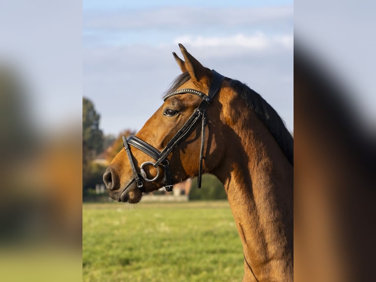 Caballo de salto Oldenburgo Caballo castrado 4 años 168 cm Castaño in Bad Bentheim