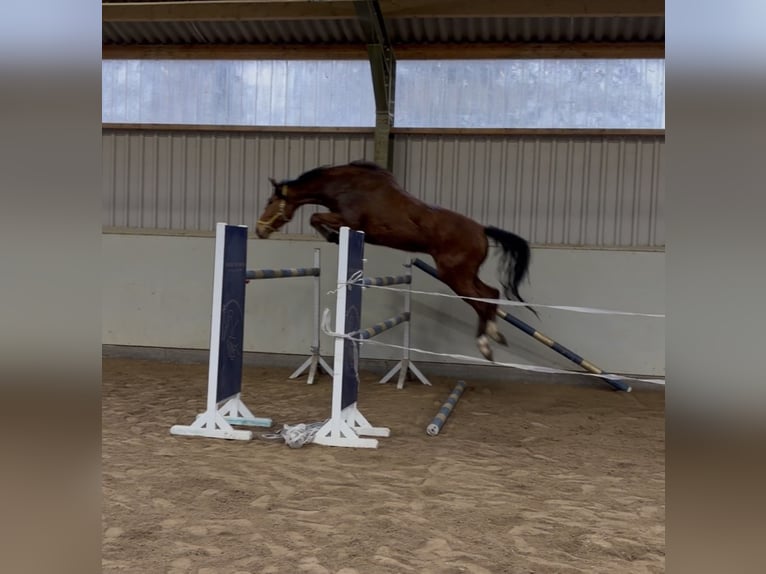 Caballo de salto Oldenburgo Caballo castrado 4 años 168 cm Castaño in Weiterstadt