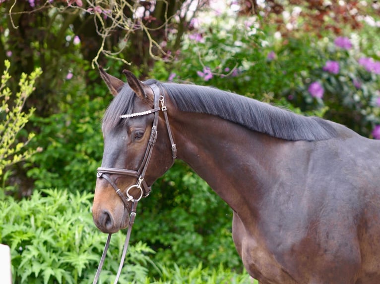 Caballo de salto Oldenburgo Caballo castrado 4 años 168 cm Castaño oscuro in Bargstedt