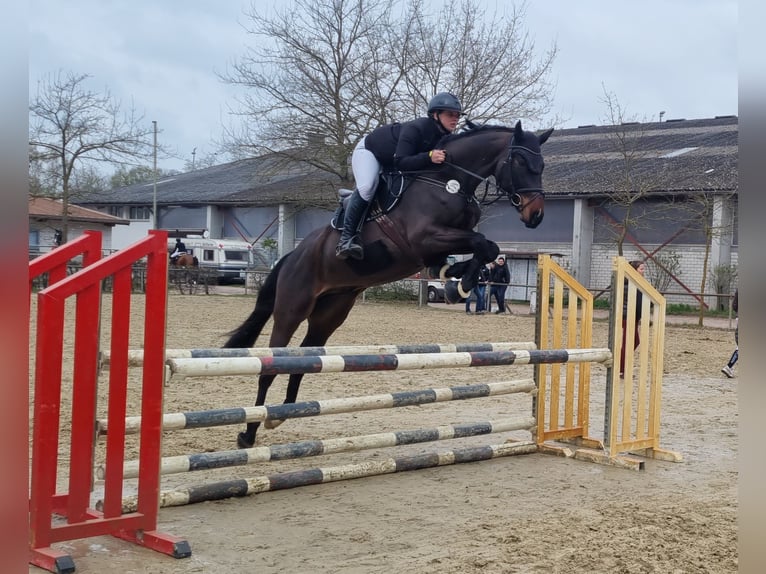Caballo de salto Oldenburgo Caballo castrado 4 años 168 cm Castaño oscuro in Neupotz
