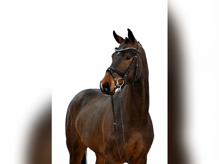 Caballo de salto Oldenburgo Caballo castrado 4 años 168 cm Castaño oscuro in ROGOWNICA