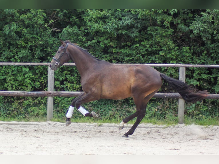 Caballo de salto Oldenburgo Caballo castrado 4 años 168 cm Castaño oscuro in Diera-Zehren