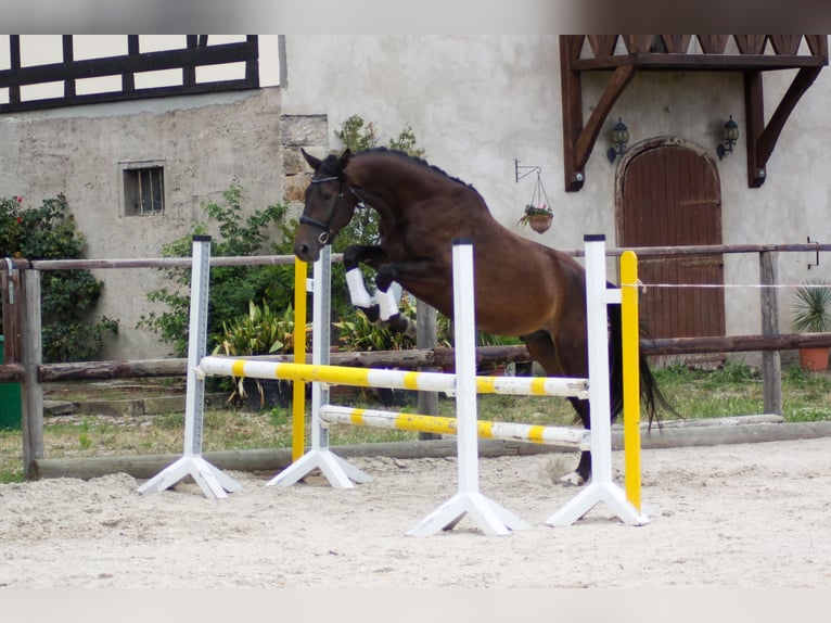 Caballo de salto Oldenburgo Caballo castrado 4 años 168 cm Castaño oscuro in Diera-Zehren