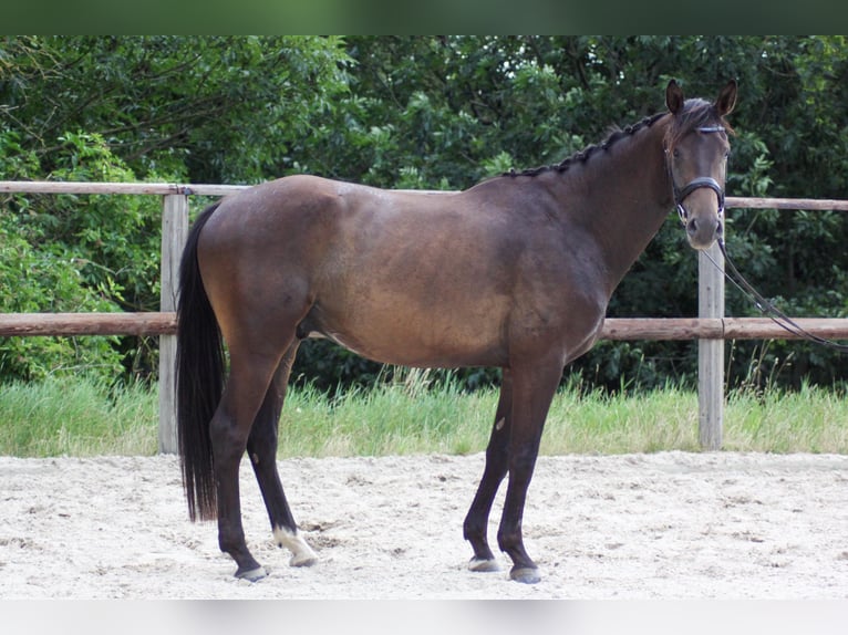 Caballo de salto Oldenburgo Caballo castrado 4 años 168 cm Castaño oscuro in Diera-Zehren