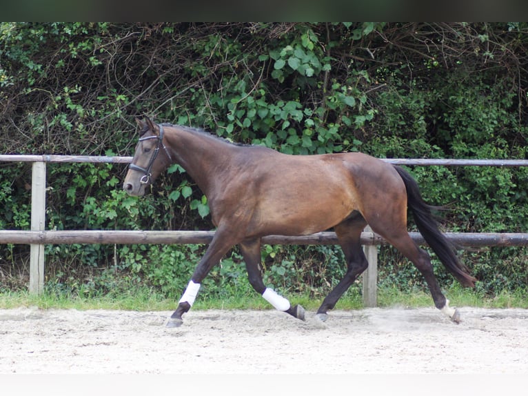 Caballo de salto Oldenburgo Caballo castrado 4 años 168 cm Castaño oscuro in Diera-Zehren