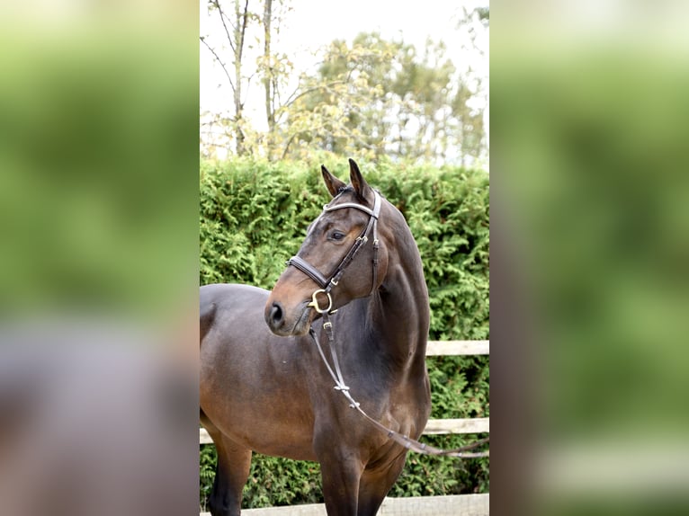 Caballo de salto Oldenburgo Caballo castrado 4 años 168 cm Castaño oscuro in Lohne (Oldenburg)
