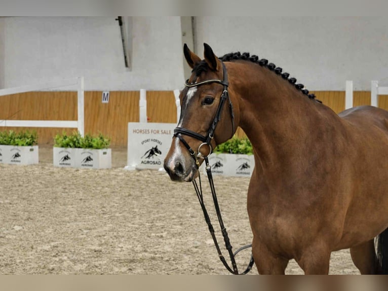 Caballo de salto Oldenburgo Caballo castrado 4 años 168 cm Castaño rojizo in KRAJENKA