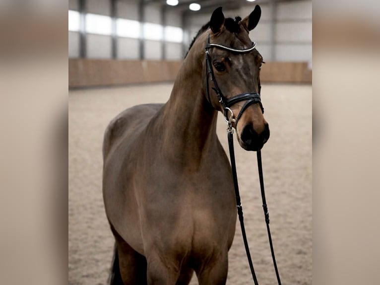 Caballo de salto Oldenburgo Caballo castrado 4 años 168 cm Castaño rojizo in KRAJENKA