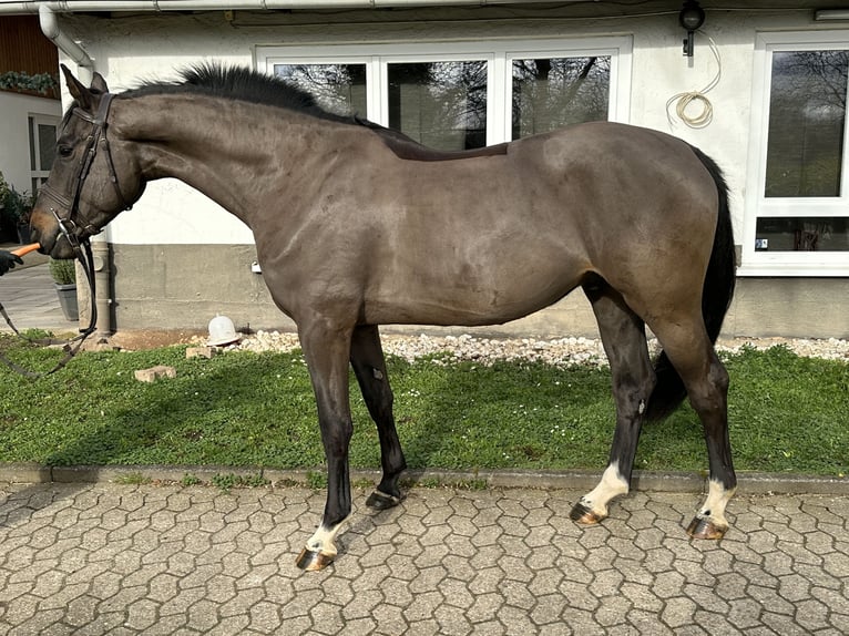 Caballo de salto Oldenburgo Caballo castrado 4 años 168 cm Morcillo in Bad Kreuznach