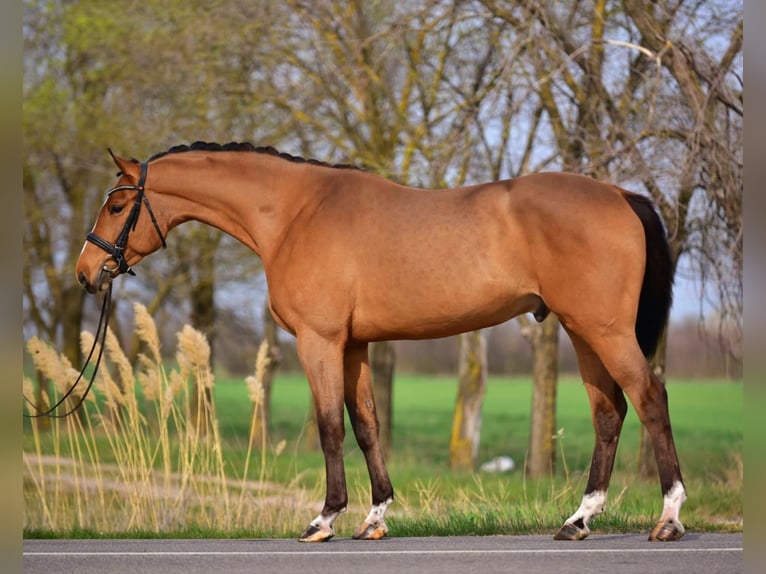 Caballo de salto Oldenburgo Caballo castrado 4 años 169 cm Castaño in Szarvas