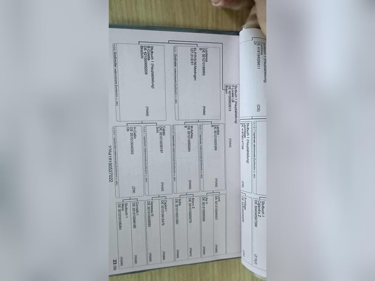 Caballo de salto Oldenburgo Caballo castrado 4 años 169 cm Castaño oscuro in Szarvas