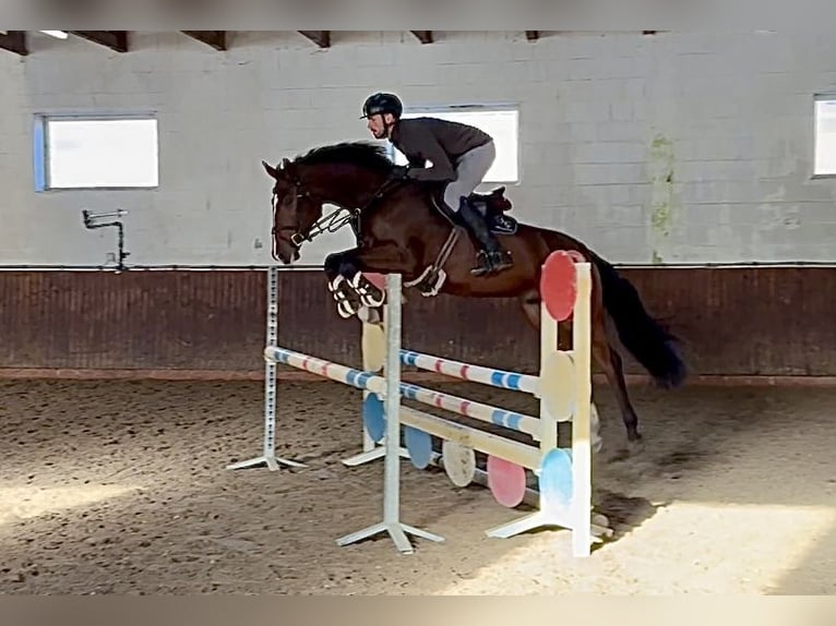 Caballo de salto Oldenburgo Caballo castrado 4 años 169 cm Castaño oscuro in Lohne (Oldenburg)