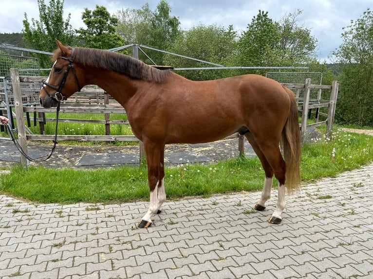 Caballo de salto Oldenburgo Caballo castrado 4 años 170 cm Alazán in Lage