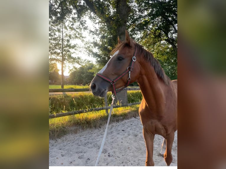 Caballo de salto Oldenburgo Caballo castrado 4 años 170 cm Alazán in Lage