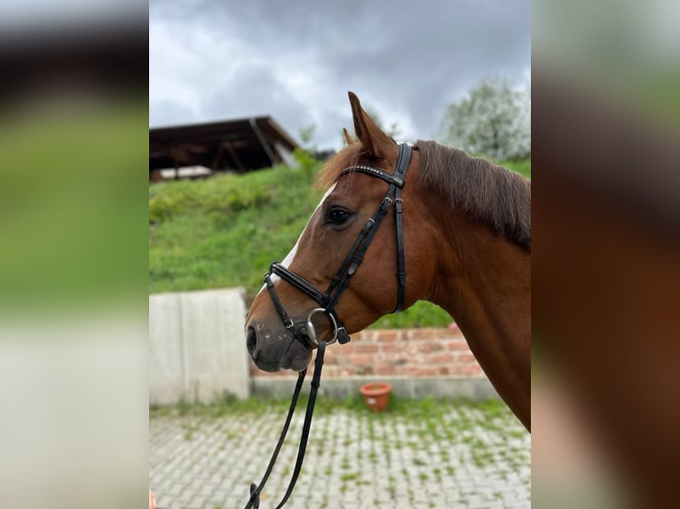 Caballo de salto Oldenburgo Caballo castrado 4 años 170 cm Alazán in Lage