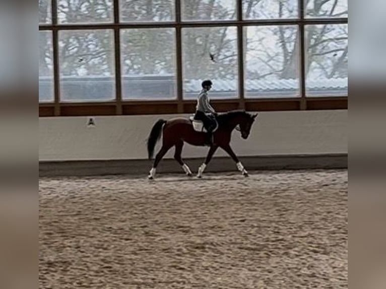 Caballo de salto Oldenburgo Caballo castrado 4 años 170 cm Castaño in Großostheim