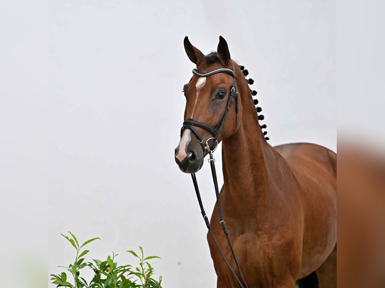 Caballo de salto Oldenburgo Caballo castrado 4 años 170 cm Castaño in KRAJENKA