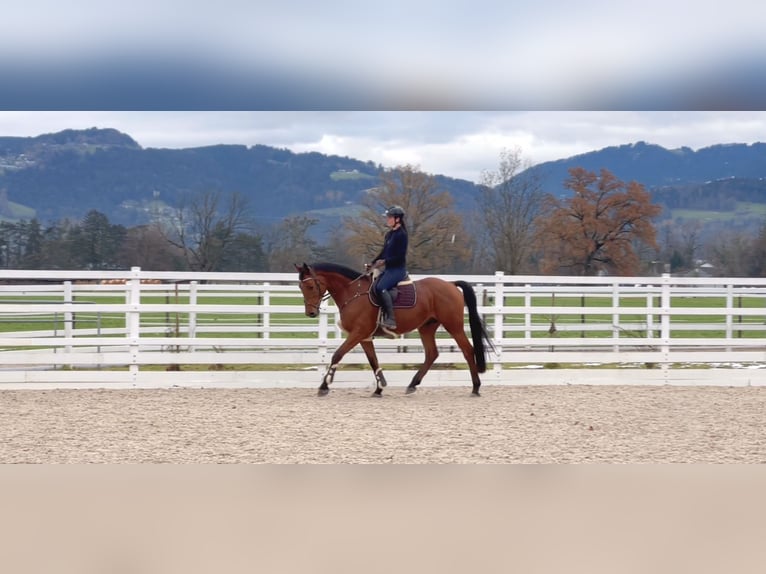 Caballo de salto Oldenburgo Caballo castrado 4 años 170 cm Castaño in Schlins