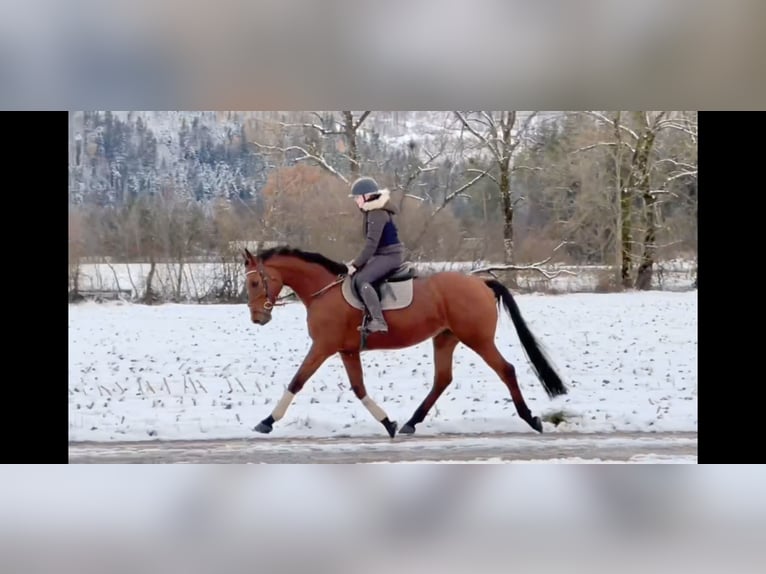 Caballo de salto Oldenburgo Caballo castrado 4 años 170 cm Castaño in Schlins