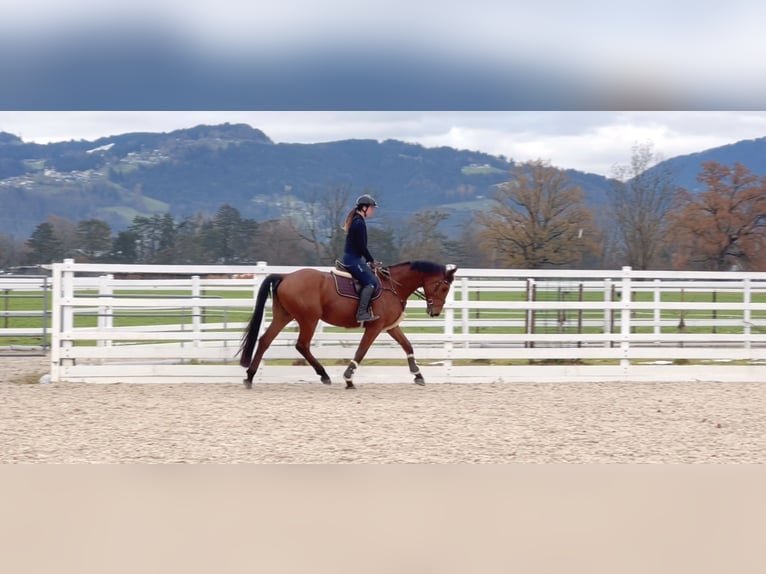 Caballo de salto Oldenburgo Caballo castrado 4 años 170 cm Castaño in Schlins