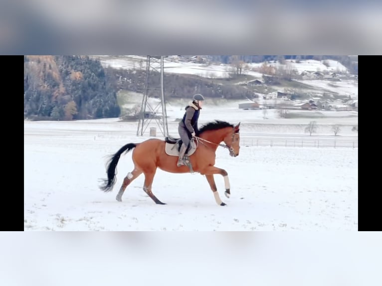 Caballo de salto Oldenburgo Caballo castrado 4 años 170 cm Castaño in Schlins