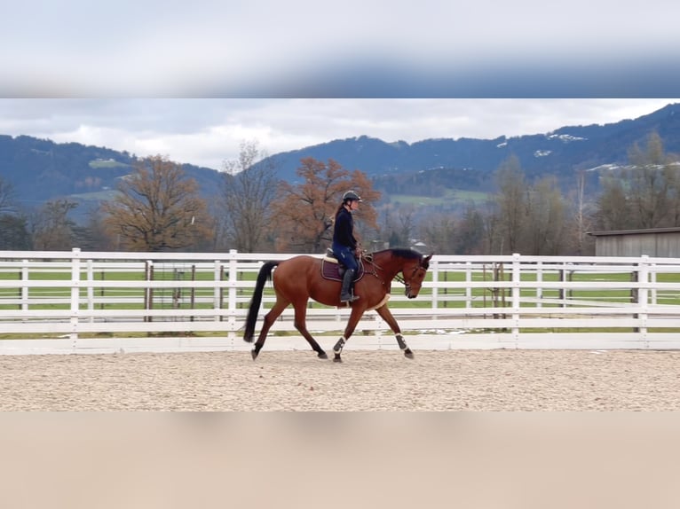 Caballo de salto Oldenburgo Caballo castrado 4 años 170 cm Castaño in Schlins