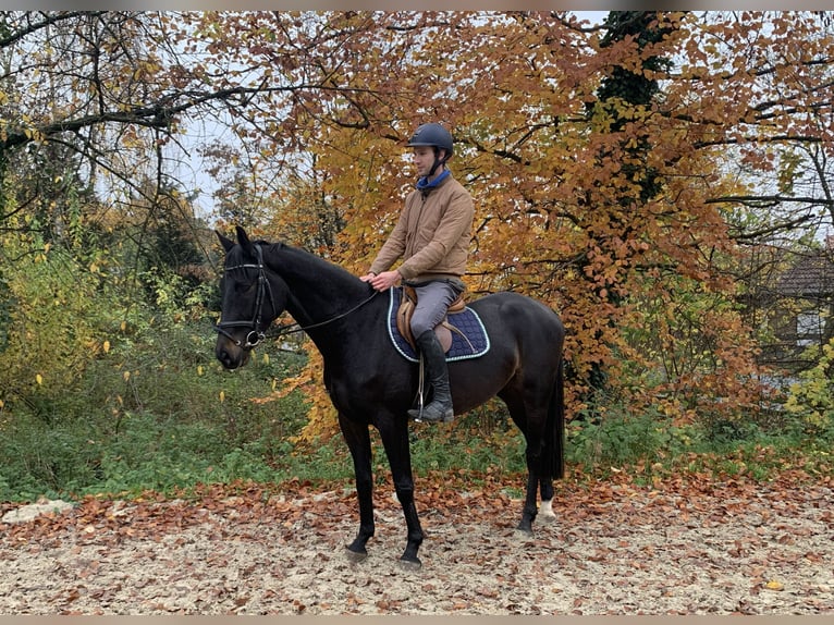 Caballo de salto Oldenburgo Caballo castrado 4 años 170 cm Castaño oscuro in Barntrup