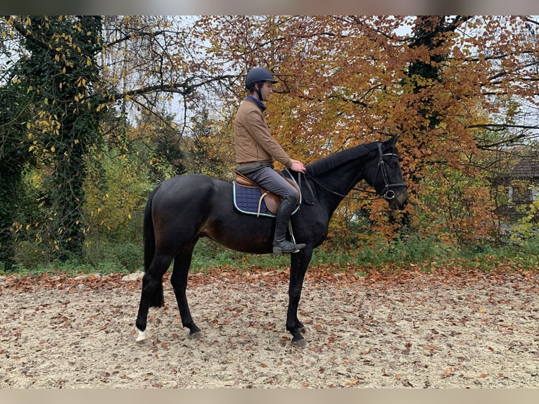Caballo de salto Oldenburgo Caballo castrado 4 años 170 cm Castaño oscuro in Barntrup