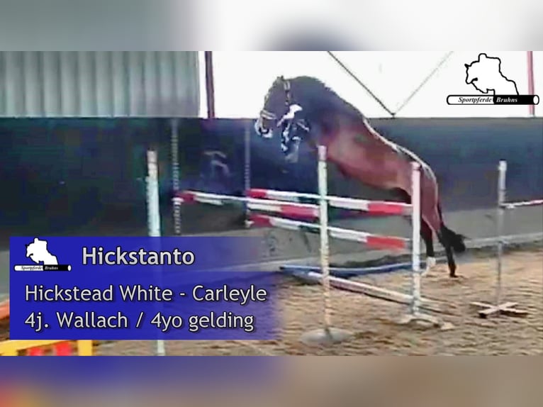 Caballo de salto Oldenburgo Caballo castrado 4 años 170 cm Castaño oscuro in Gadow