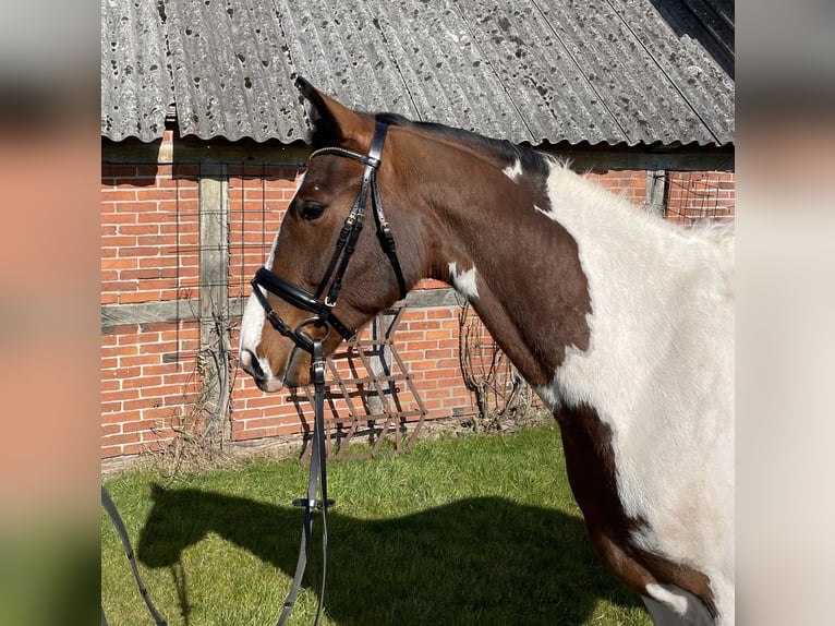 Caballo de salto Oldenburgo Caballo castrado 4 años 170 cm Pío in Ahrensb&#xF6;k