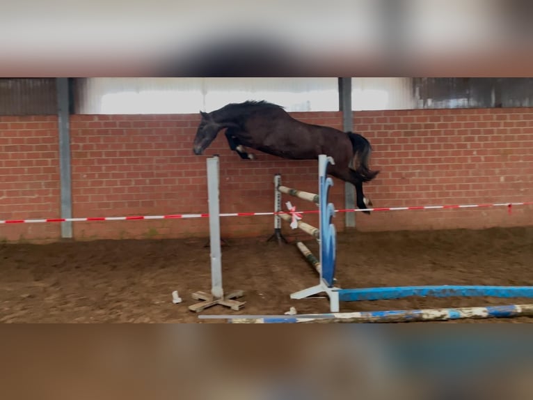 Caballo de salto Oldenburgo Caballo castrado 4 años 170 cm Tordo in Nortrup