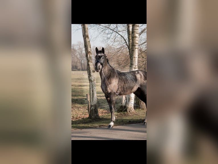 Caballo de salto Oldenburgo Caballo castrado 4 años 170 cm Tordo rodado in Bramsche