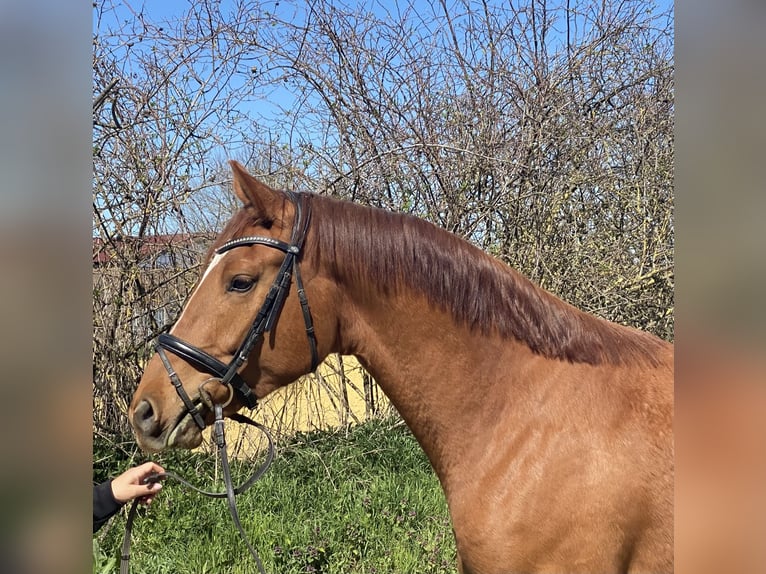Caballo de salto Oldenburgo Caballo castrado 4 años 172 cm Alazán in Kirchhain