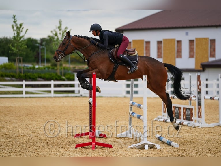 Caballo de salto Oldenburgo Caballo castrado 4 años 173 cm Castaño in Region Prag