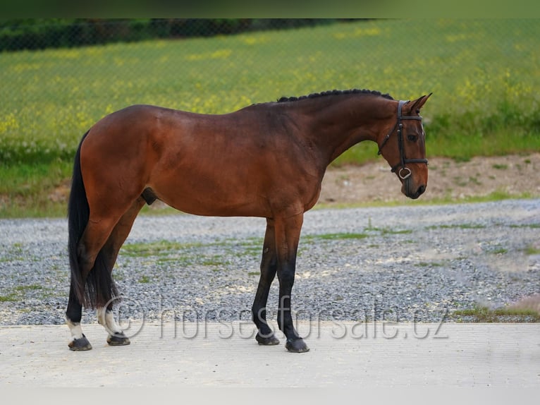 Caballo de salto Oldenburgo Caballo castrado 4 años 173 cm Castaño in Region Prag